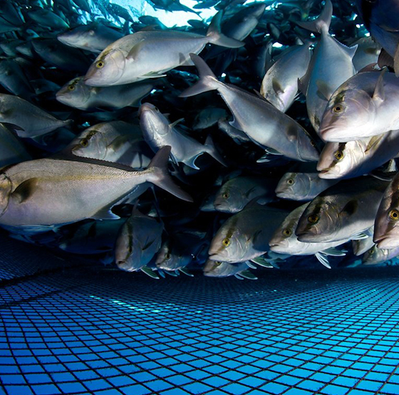 Zastosowanie generatora tlenu PSA